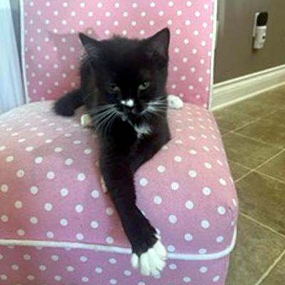 Enlarge Buttons, a ADOPTABLE Domestic Short Hair in Mississauga, ON image 4/6
