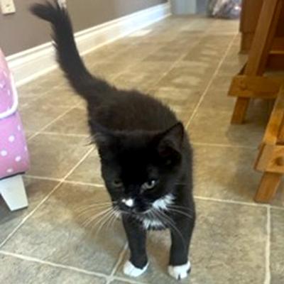 Enlarge Buttons, a ADOPTABLE Domestic Short Hair in Mississauga, ON image 6/6