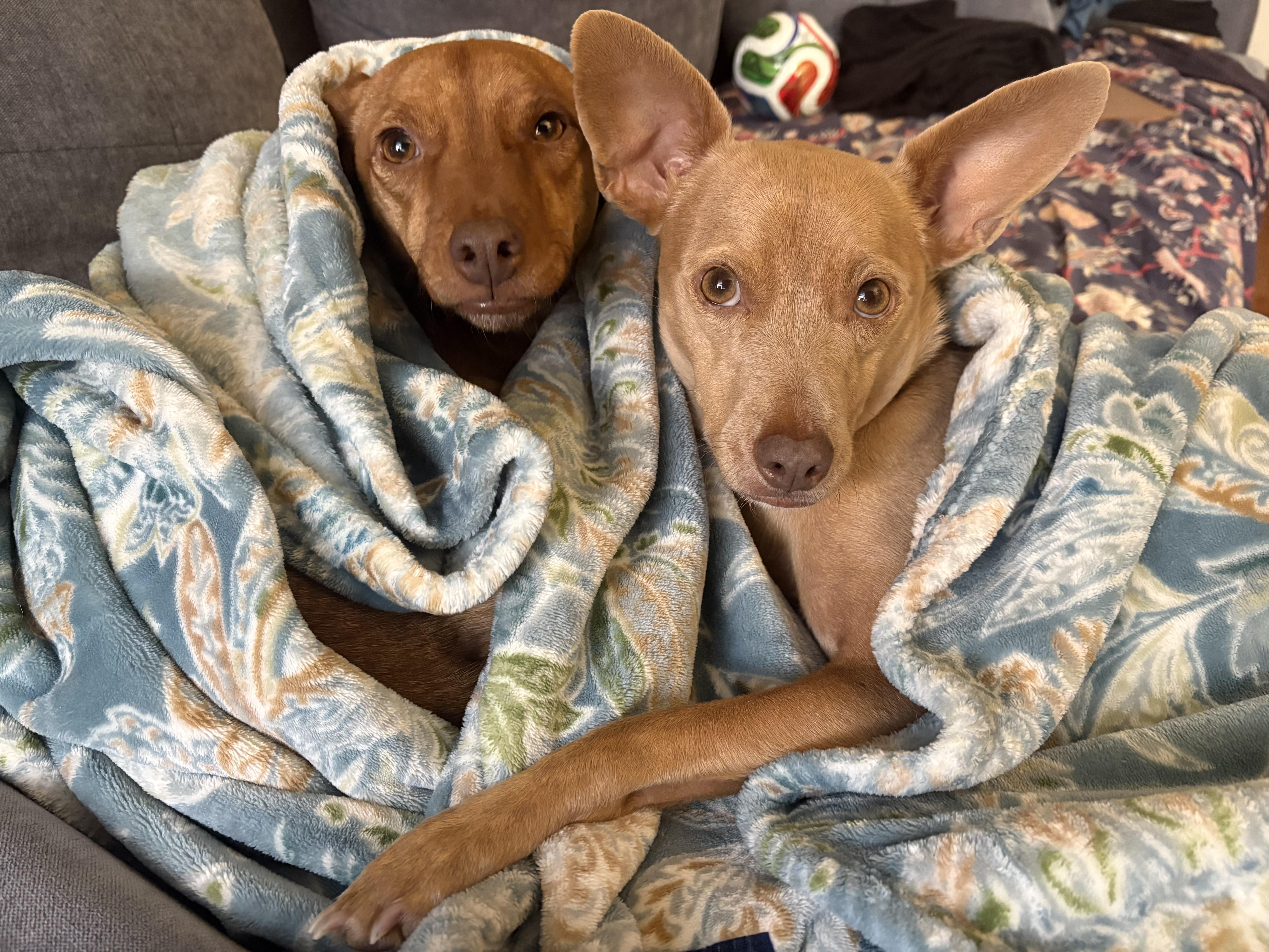 Reeses and Pieces, Adoptable, Adult Female Chiweenie.
