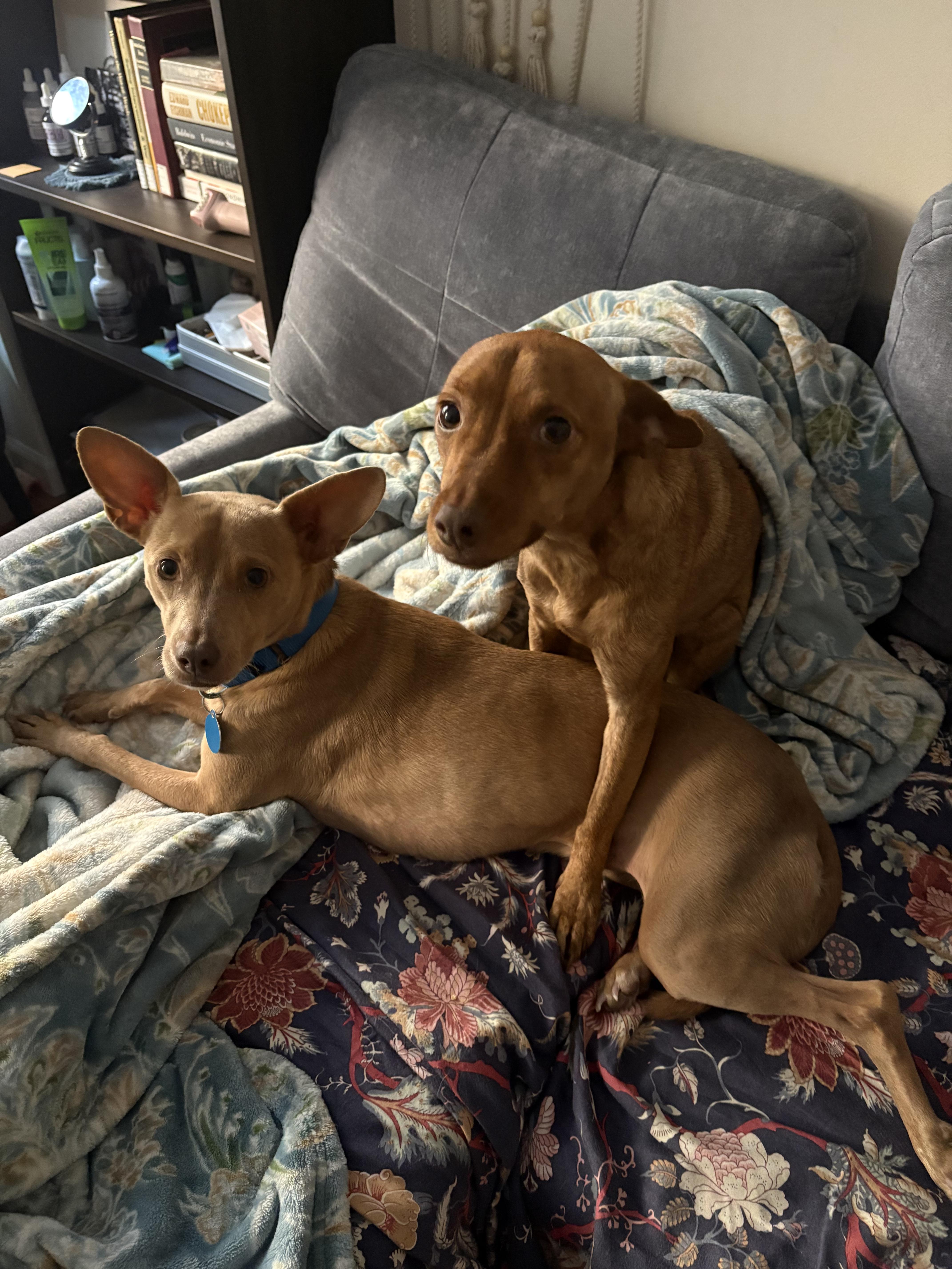 Enlarge Reeses and Pieces, a Adoptable Chiweenie in Brooklyn, NY image 3/6