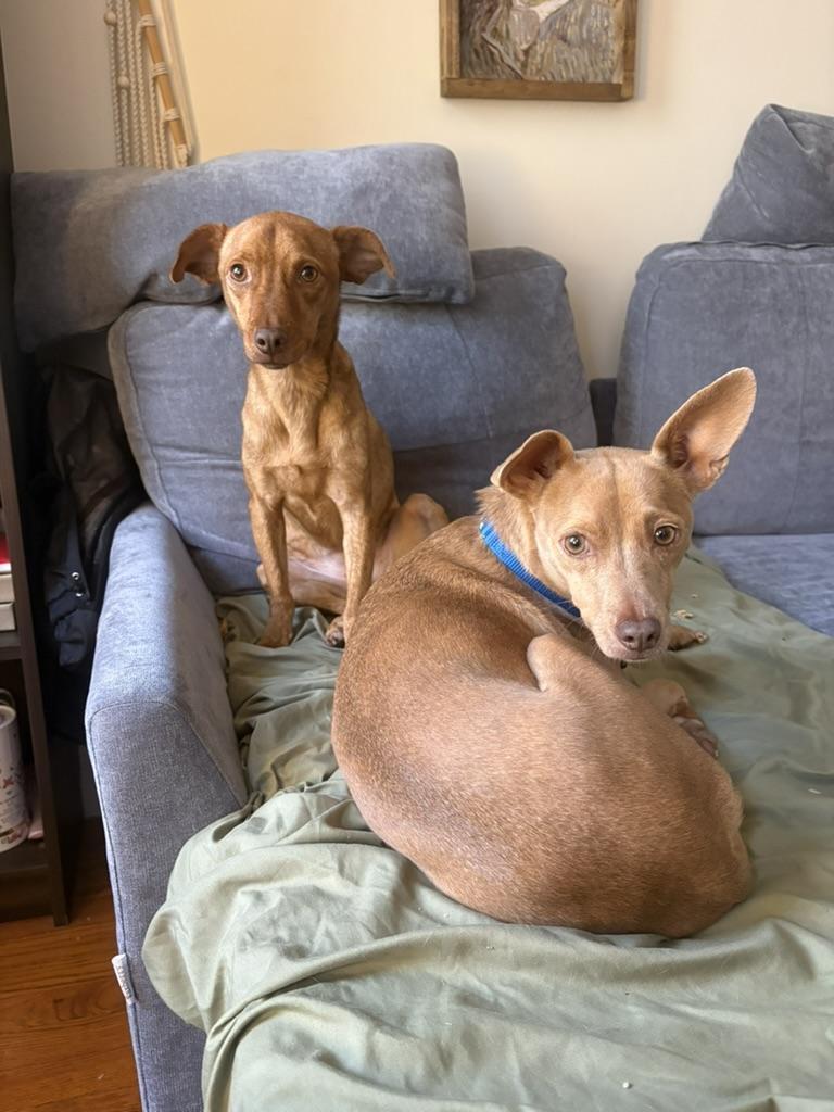 Enlarge Reeses and Pieces, a Adoptable Chiweenie in Brooklyn, NY image 4/6