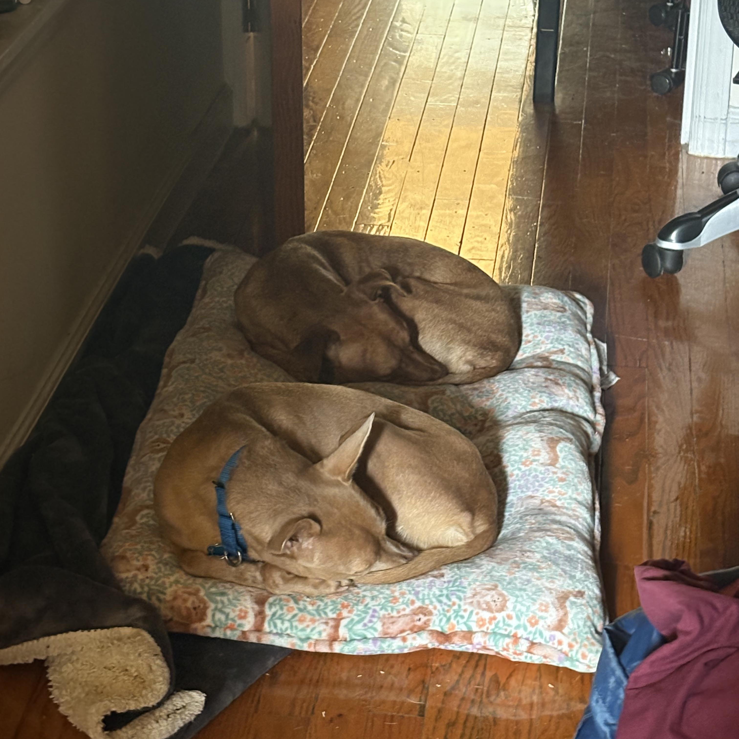 Enlarge Reeses and Pieces, a Adoptable Chiweenie in Brooklyn, NY image 5/6