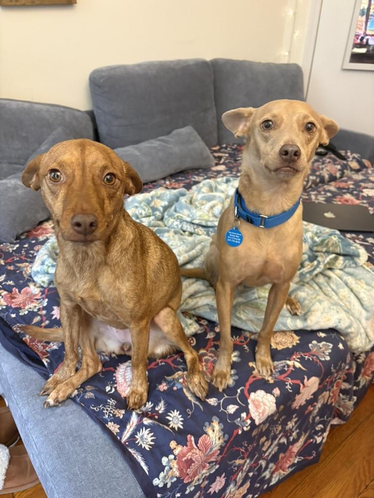 Enlarge Reeses and Pieces, a Adoptable Chiweenie in Brooklyn, NY image 2/6