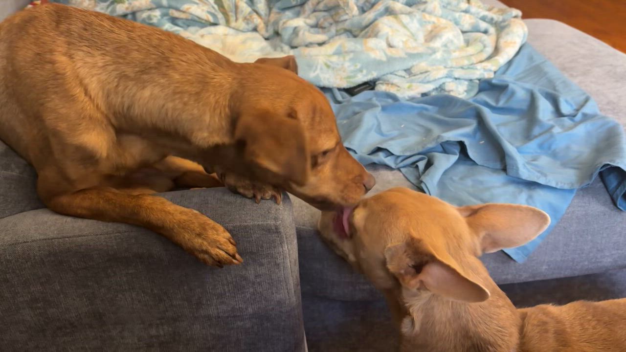 Enlarge Reeses and Pieces, a Adoptable Chiweenie in Brooklyn, NY video 6/6