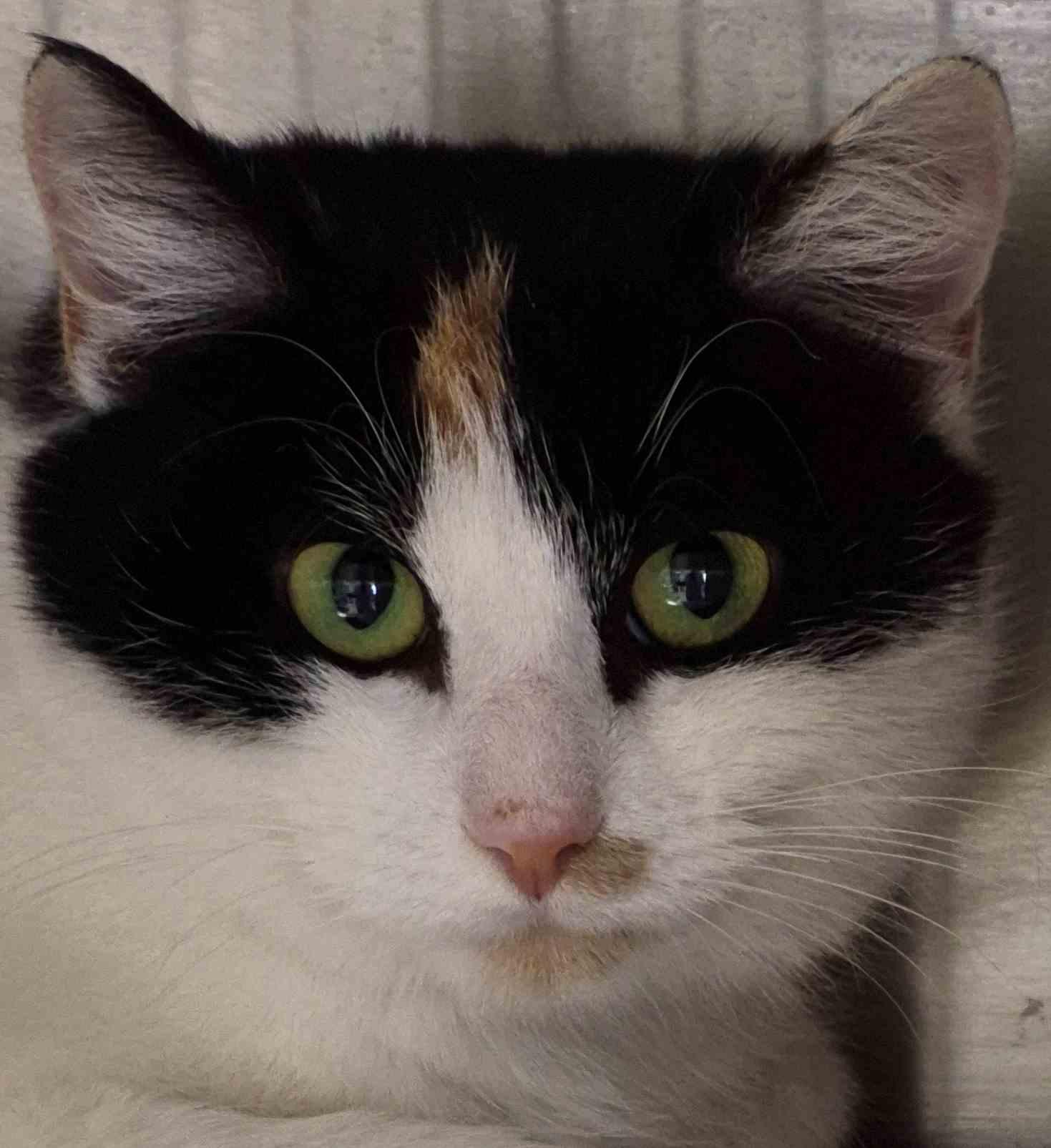 Kayla 1 yr, a Adoptable Domestic Short Hair in Sterling, MA image 1/3