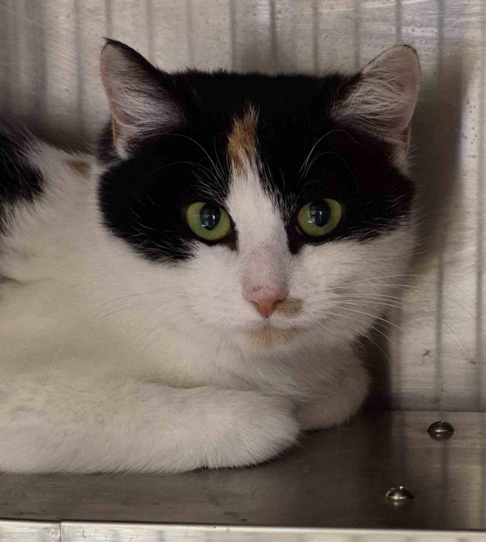 Kayla 1 yr, a Adoptable Domestic Short Hair in Sterling, MA image 2/3