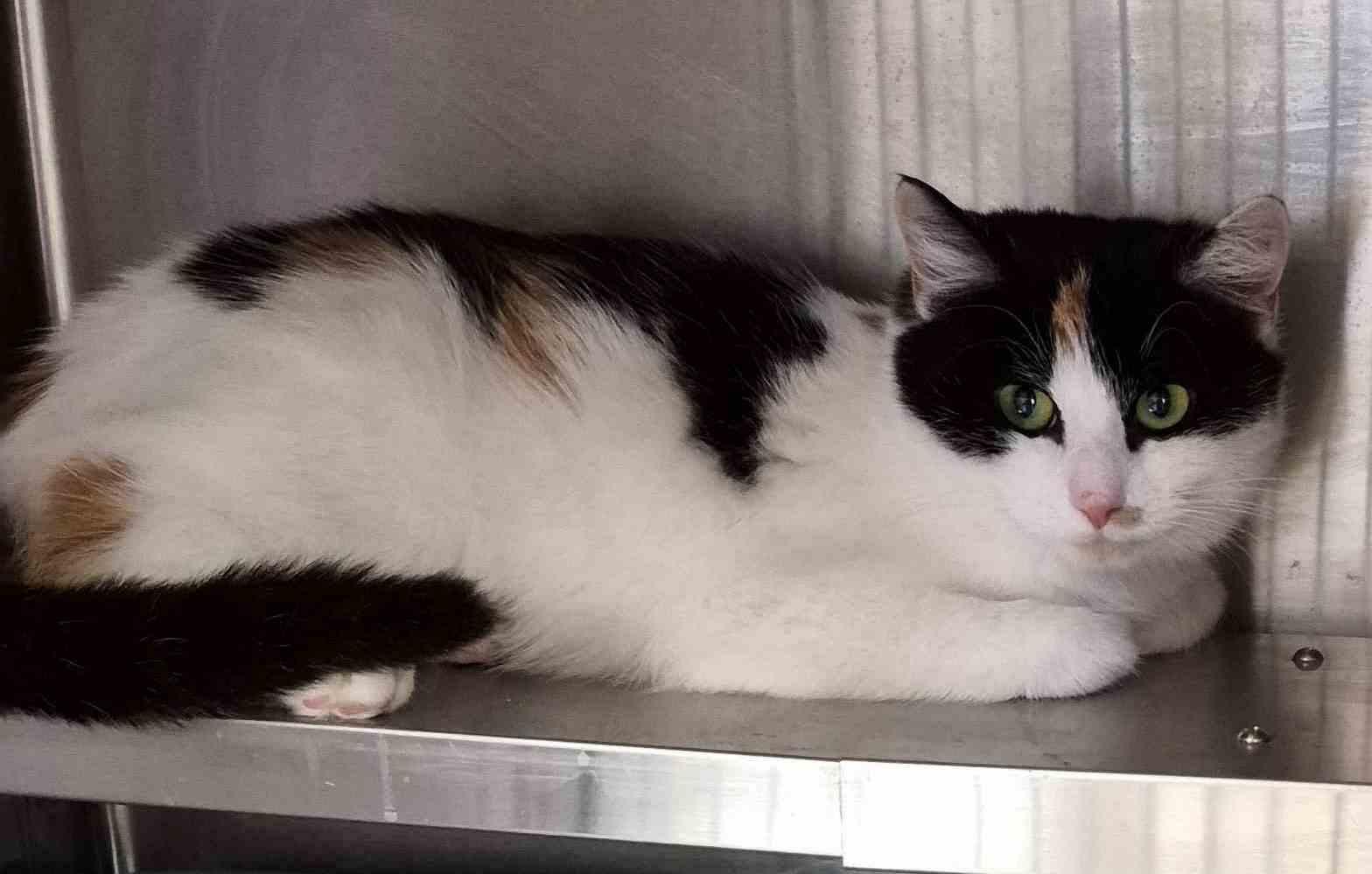 Kayla 1 yr, a Adoptable Domestic Short Hair in Sterling, MA image 3/3