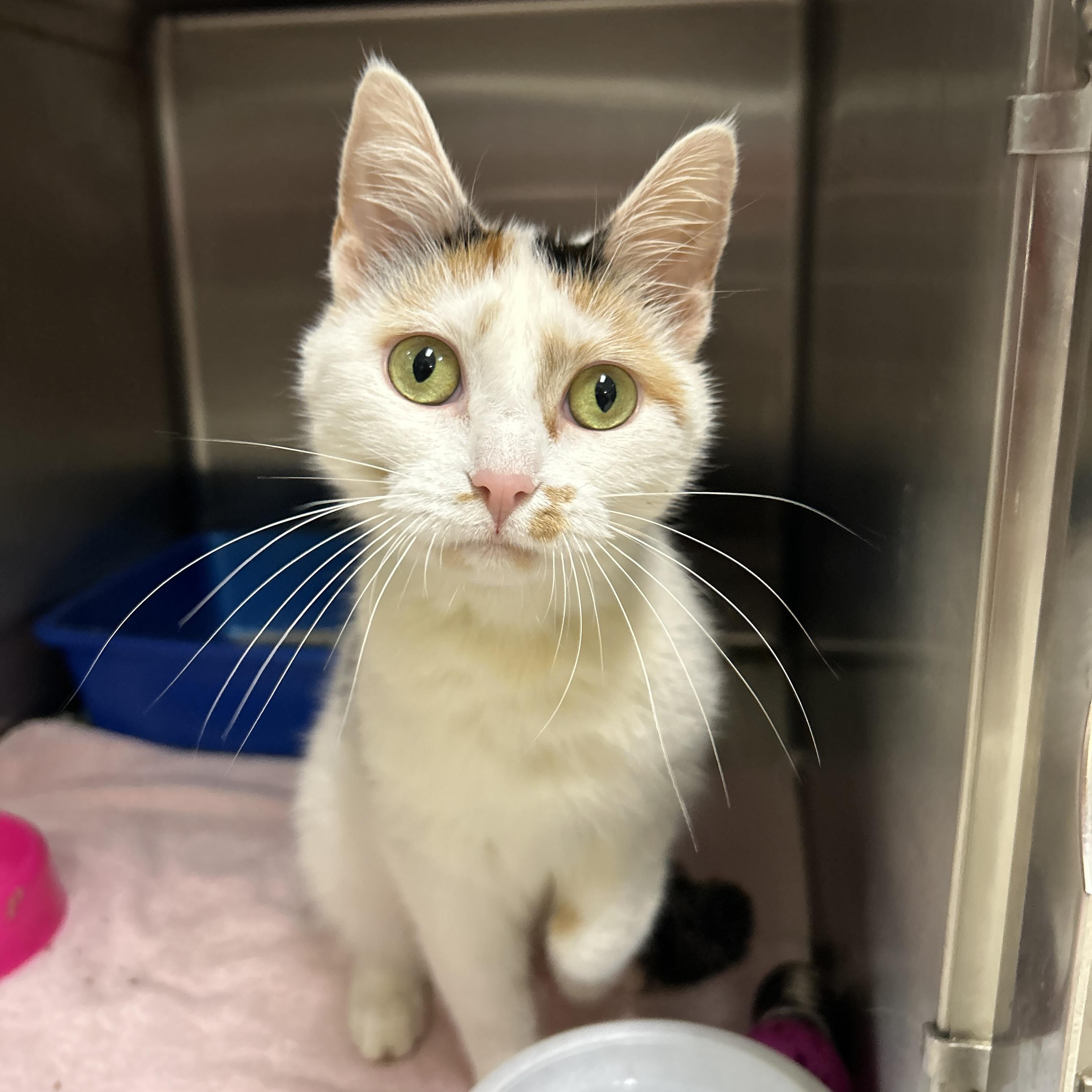 Enlarge Faith, a Adopted Calico in La Grange Park, IL image 4/5