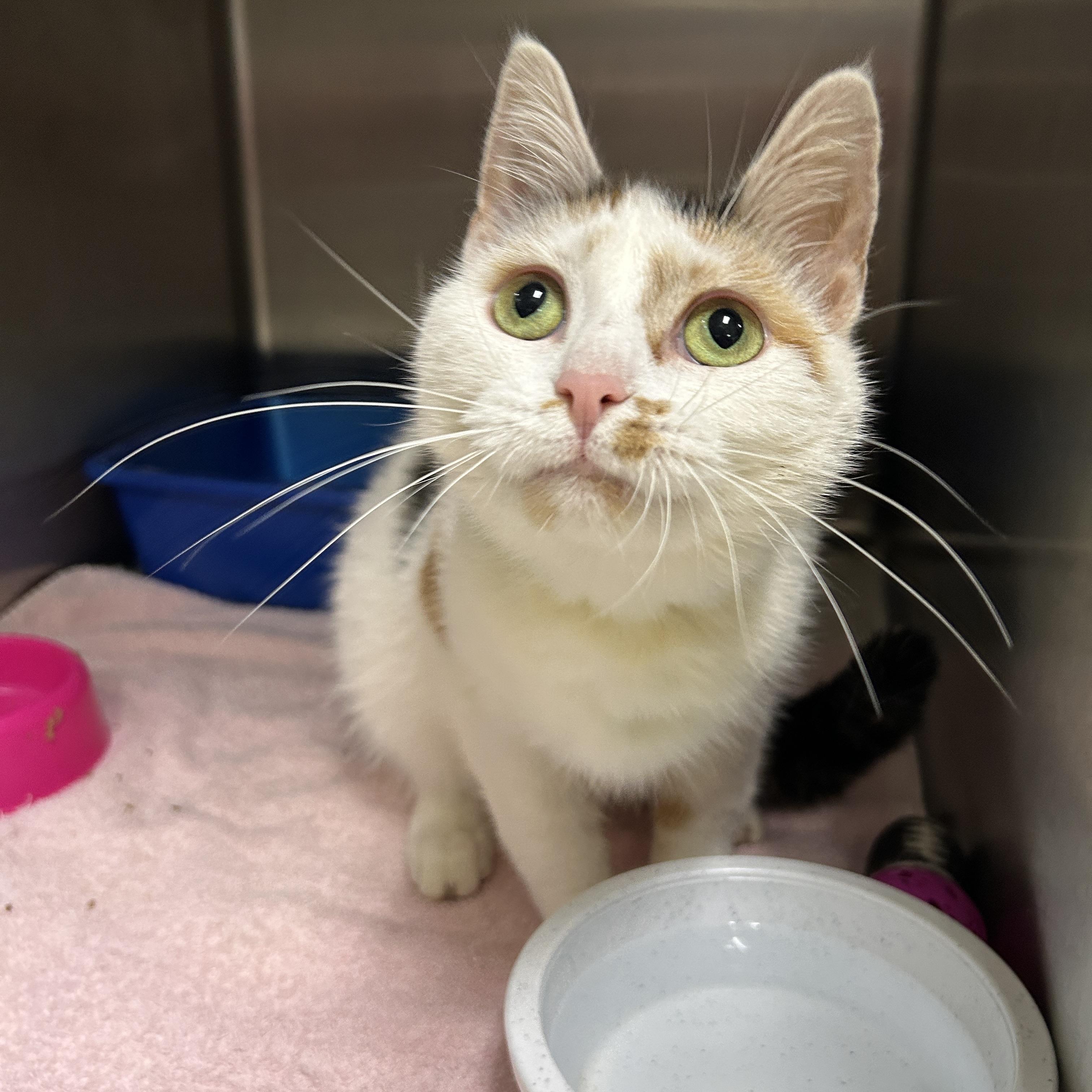Enlarge Faith, a Adopted Calico in La Grange Park, IL image 5/5