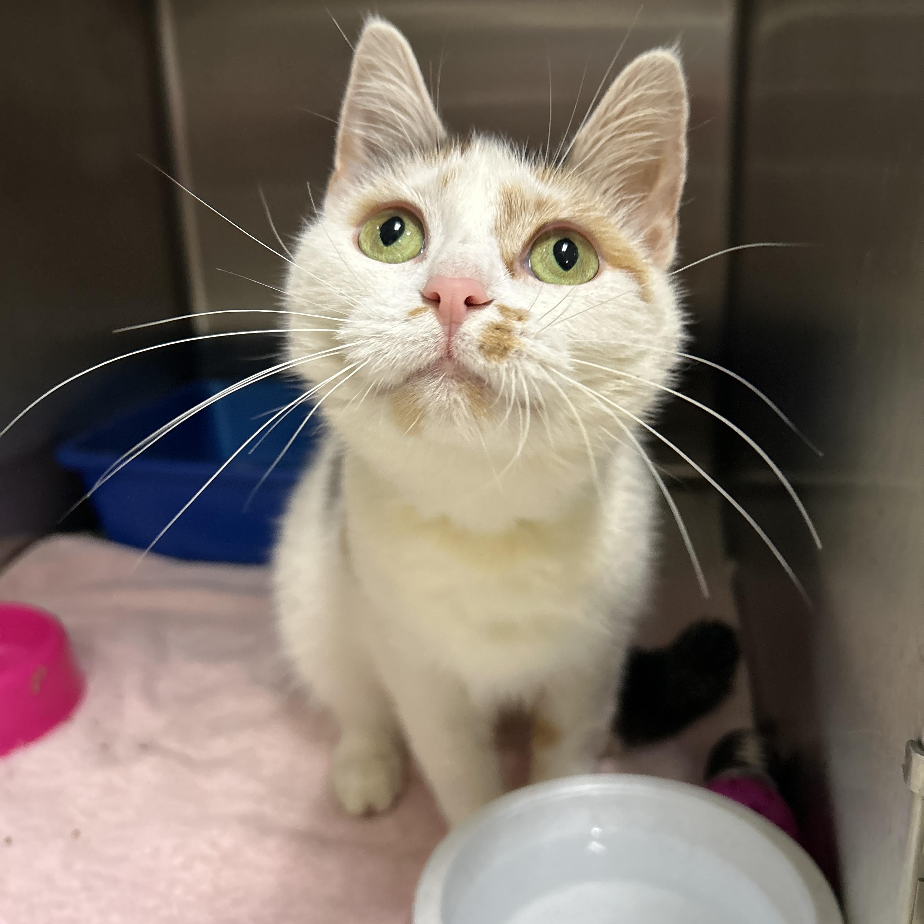 Faith, Adopted, Adult Female Calico.