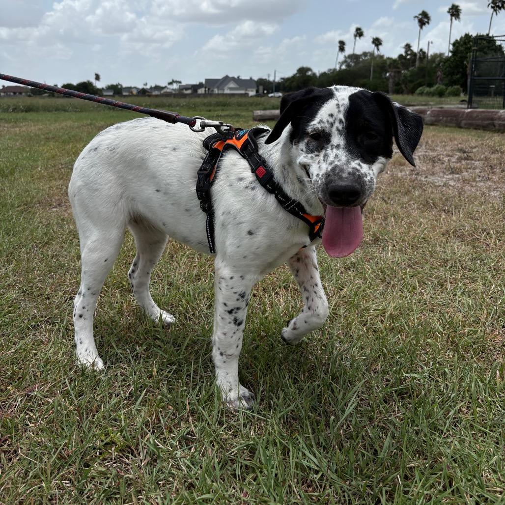 Enlarge Orea, a Adoptable English Pointer in Harlingen, TX image 1/5