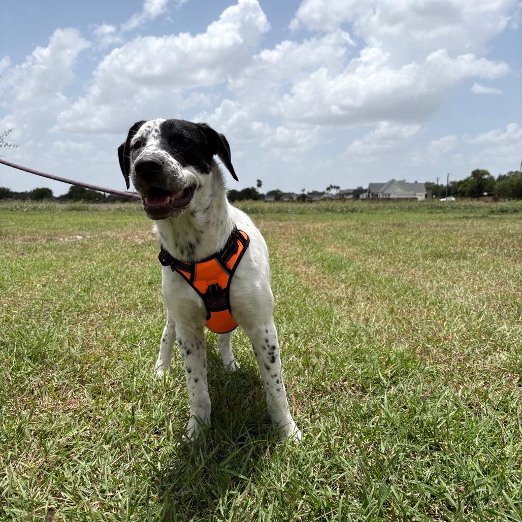 Enlarge Orea, a Adoptable English Pointer in Harlingen, TX image 2/5