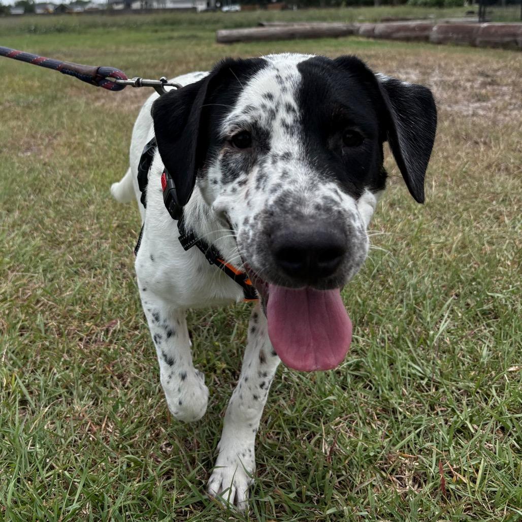Enlarge Orea, a Adoptable English Pointer in Harlingen, TX image 3/5