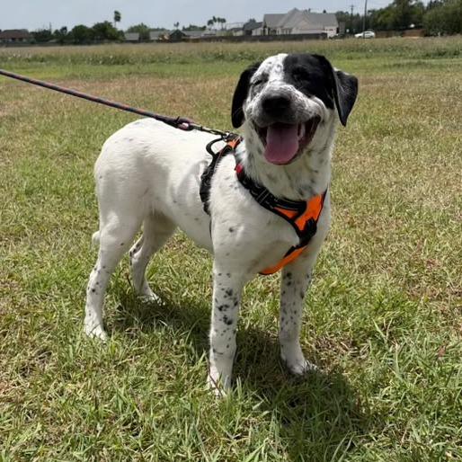 Enlarge Orea, a Adoptable English Pointer in Harlingen, TX image 4/5
