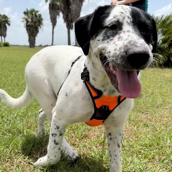 Enlarge Orea, a Adoptable English Pointer in Harlingen, TX image 5/5