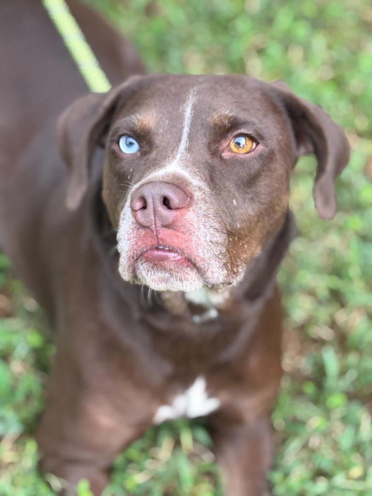 CHI TOWN, Adoptable, Adult Female Mixed Breed.