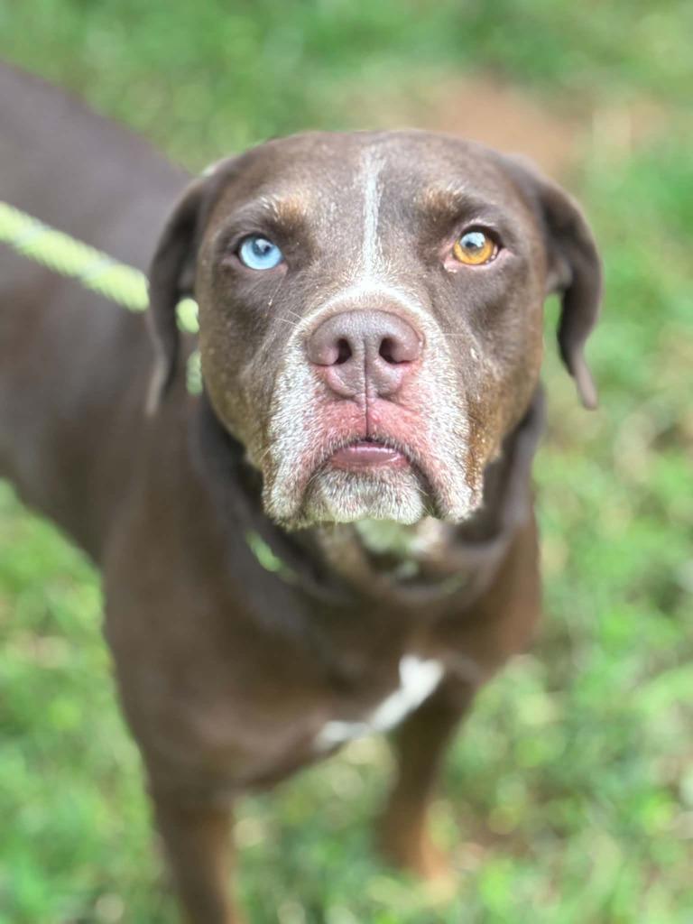 Enlarge CHI TOWN, a Adoptable mixed breed in Warrenton, NC image 2/3