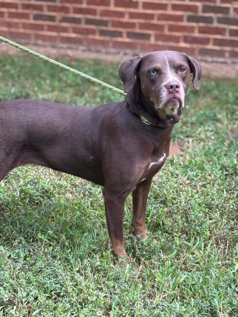 Enlarge CHI TOWN, a Adoptable mixed breed in Warrenton, NC image 3/3