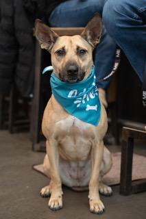 Everly, a ADOPTABLE mixed breed in Manhasset, NY image 3/6