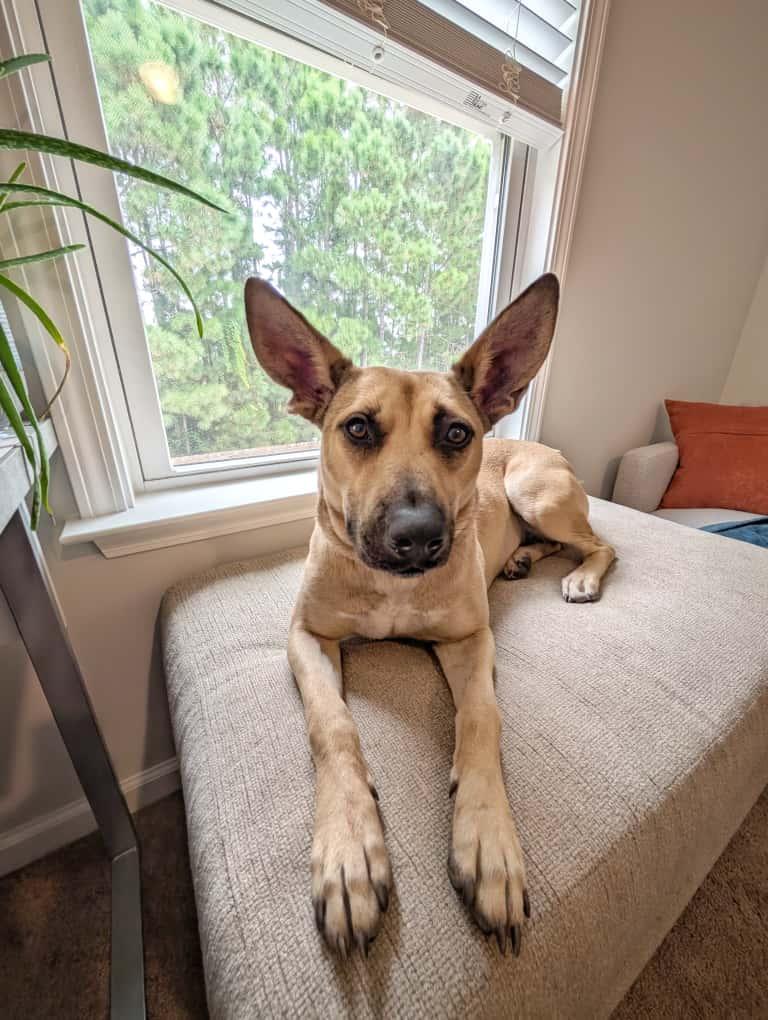 Everly, a ADOPTABLE mixed breed in Manhasset, NY image 1/6