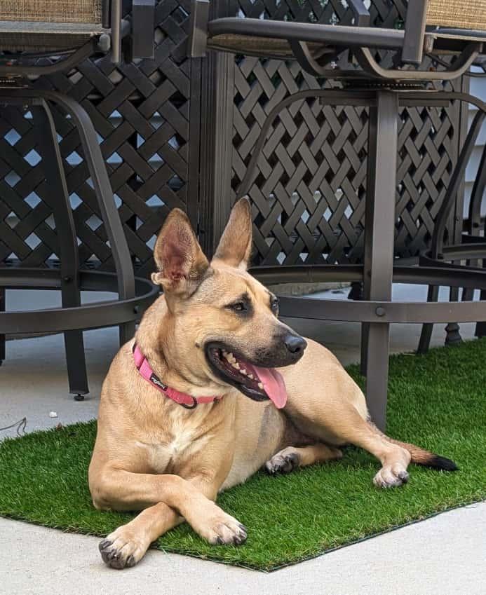 Everly, a ADOPTABLE mixed breed in Manhasset, NY image 2/6