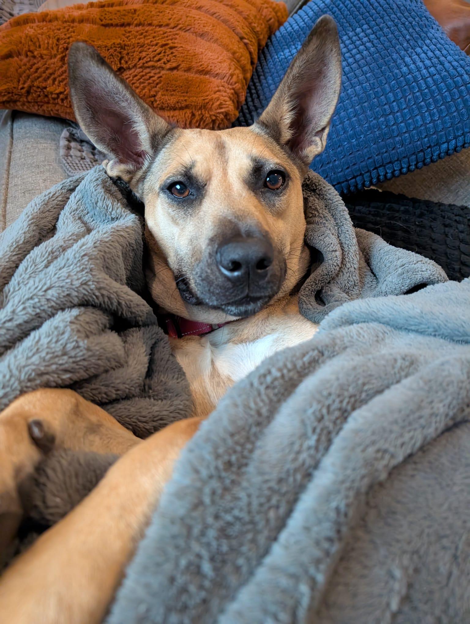 Everly, a ADOPTABLE mixed breed in Manhasset, NY image 5/6