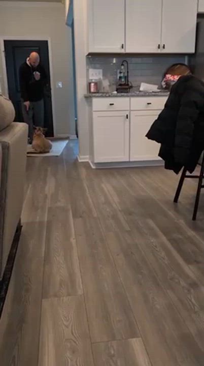 Enlarge Everly, a ADOPTABLE mixed breed in Manhasset, NY video 6/6