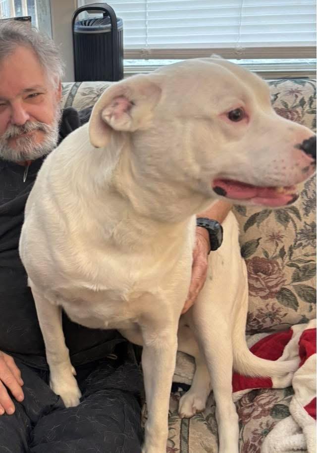 Enlarge Casper , a ADOPTABLE mixed breed in Woodbury, NJ image 3/3