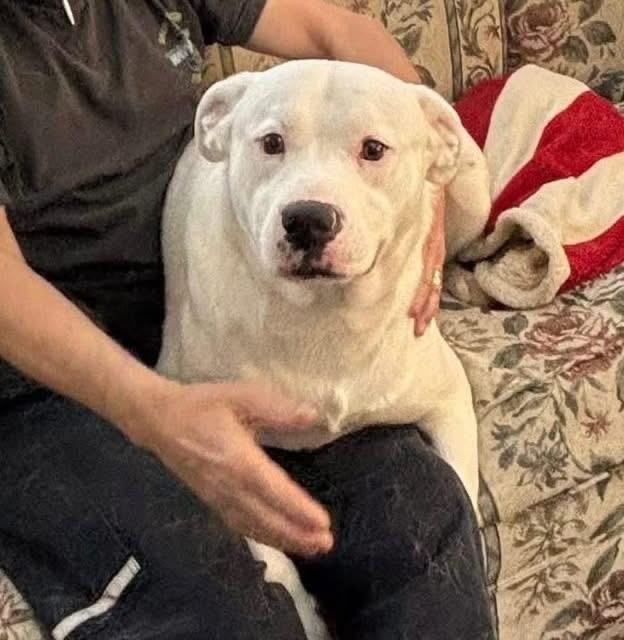Casper , ADOPTABLE, Adult Male Great Dane.