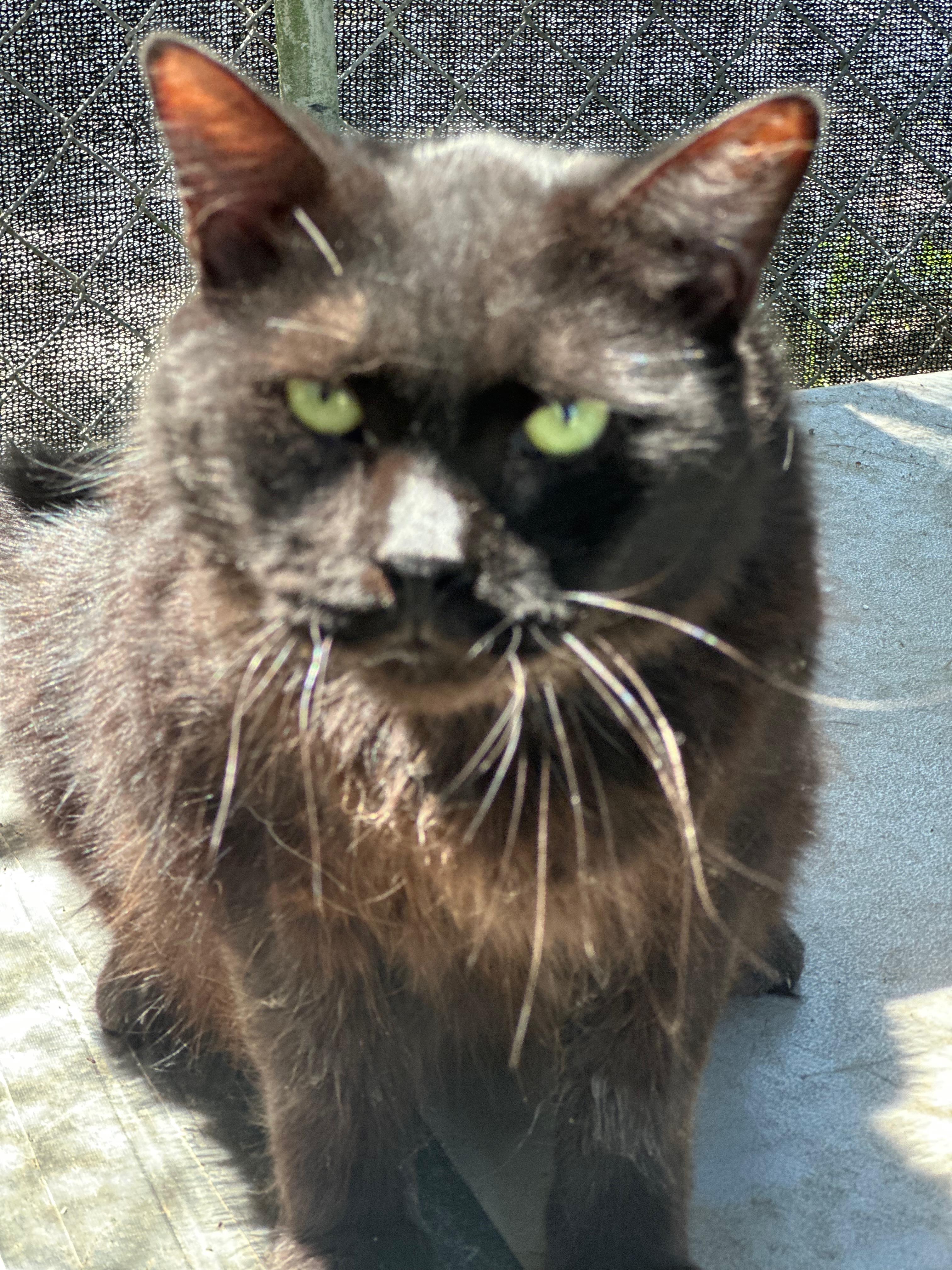 Enlarge Noah, a Adoptable Domestic Long Hair in Middleburg, FL image 1/1