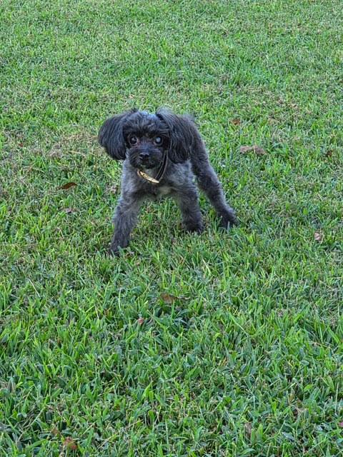 Enlarge Pippy, a Adoptable Miniature Poodle in Cumming, GA image 4/6