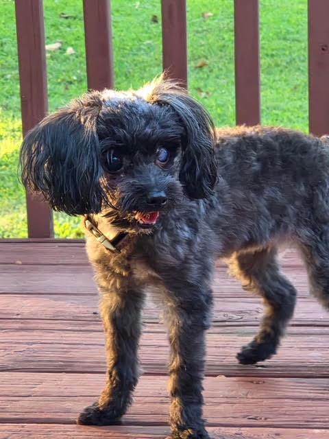 Enlarge Pippy, a Adoptable Miniature Poodle in Cumming, GA image 1/6
