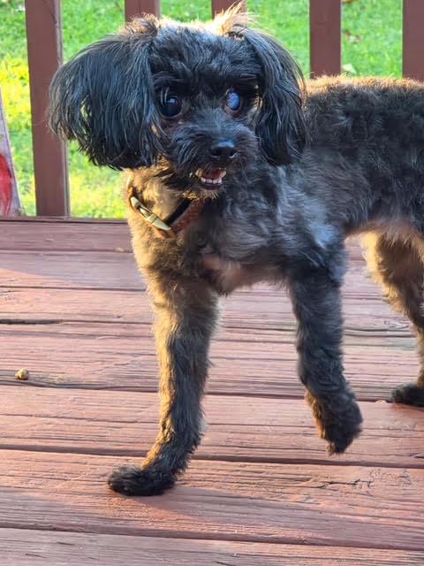Enlarge Pippy, a Adoptable Miniature Poodle in Cumming, GA image 2/6