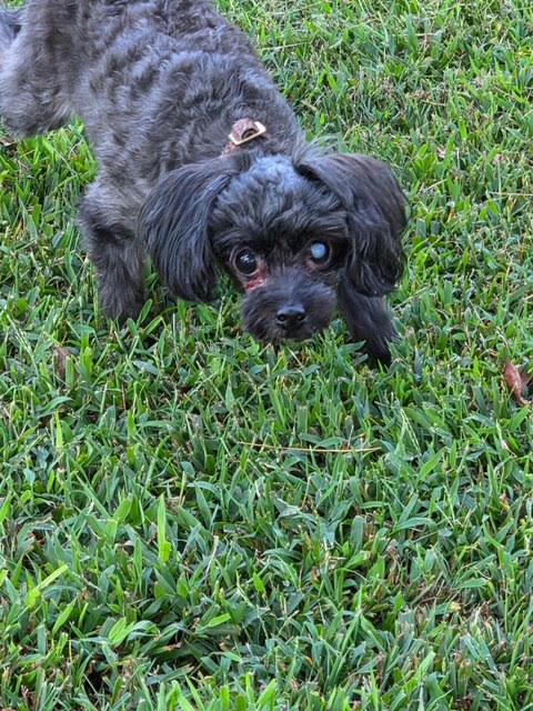 Enlarge Pippy, a Adoptable Miniature Poodle in Cumming, GA image 6/6