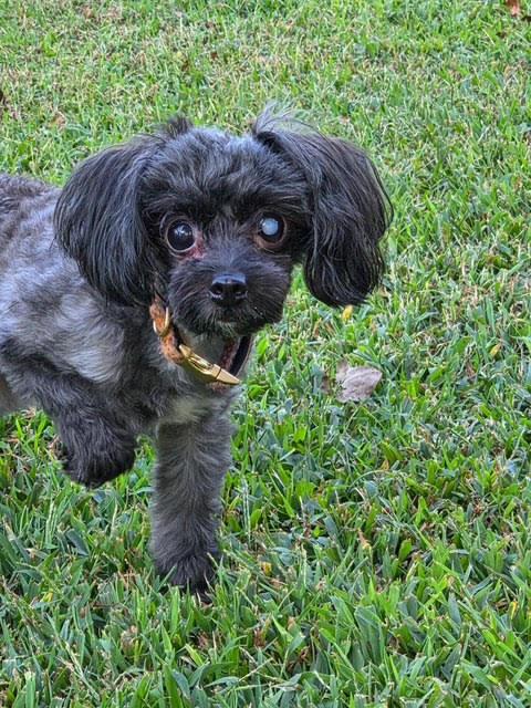 Enlarge Pippy, a Adoptable Miniature Poodle in Cumming, GA image 3/6