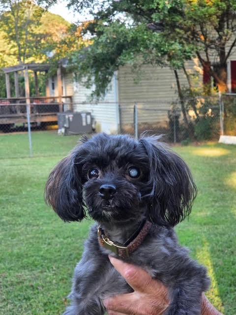 Enlarge Pippy, a Adoptable Miniature Poodle in Cumming, GA image 5/6
