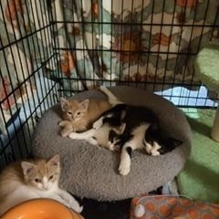 Enlarge Apollo, a Adoptable Tabby in Midland, MI image 4/5