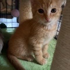 Enlarge Apollo, a Adoptable Tabby in Midland, MI image 1/5