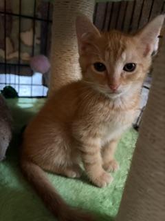 Enlarge Apollo, a Adoptable Tabby in Midland, MI image 2/5