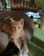 Enlarge Apollo, a Adoptable Tabby in Midland, MI image 3/5