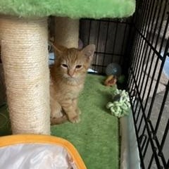 Enlarge Apollo, a Adoptable Tabby in Midland, MI image 5/5