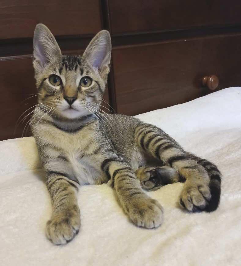 Enlarge Lionel and Kylian, a Adoptable Tabby in Houston, TX image 3/6