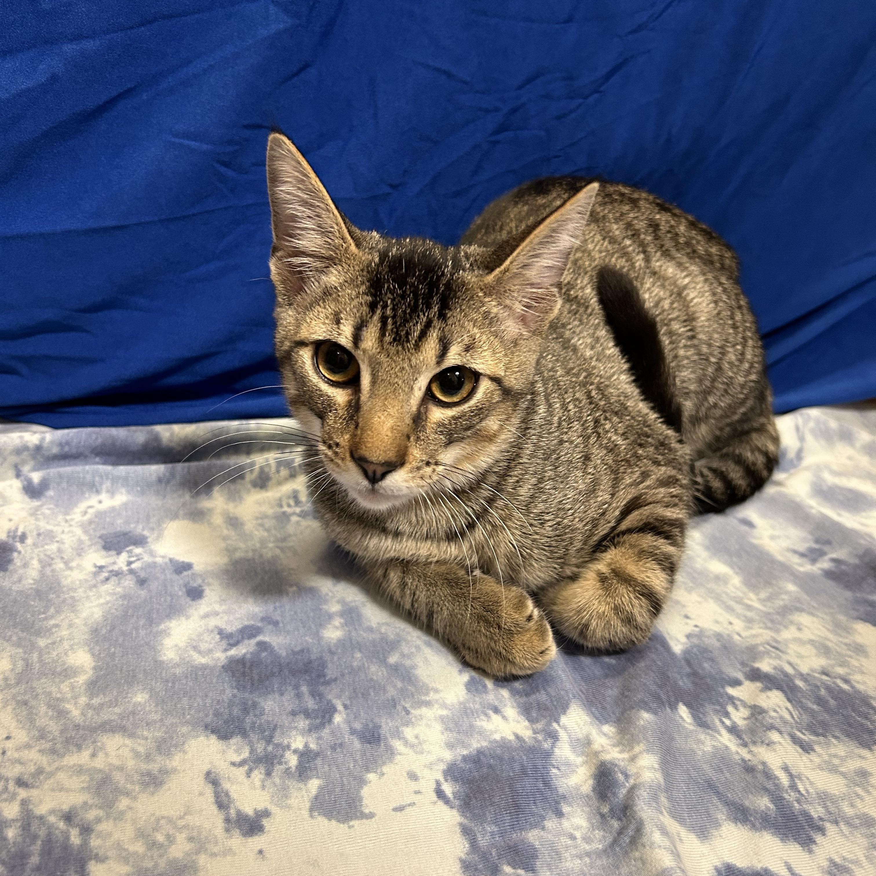 Enlarge Lionel and Kylian, a Adoptable Tabby in Houston, TX image 6/6