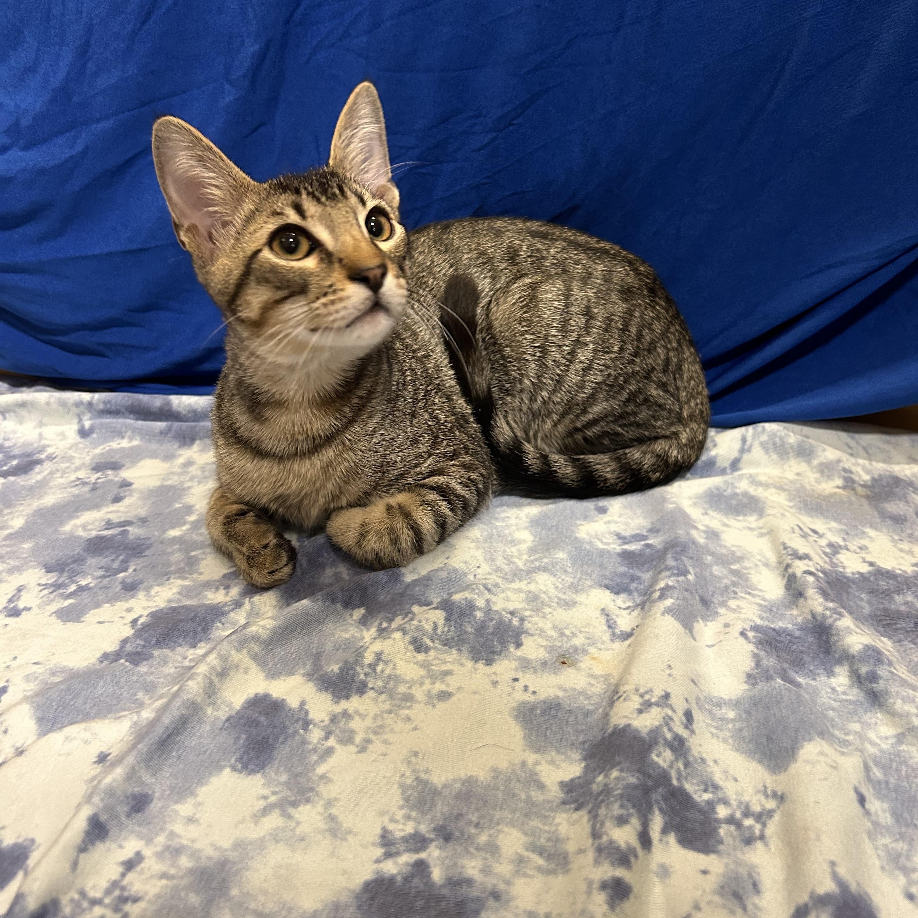 Enlarge Lionel and Kylian, a Adoptable Tabby in Houston, TX image 1/6