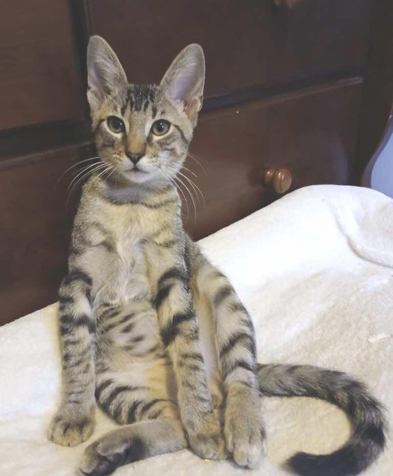 Enlarge Lionel and Kylian, a Adoptable Tabby in Houston, TX image 5/6