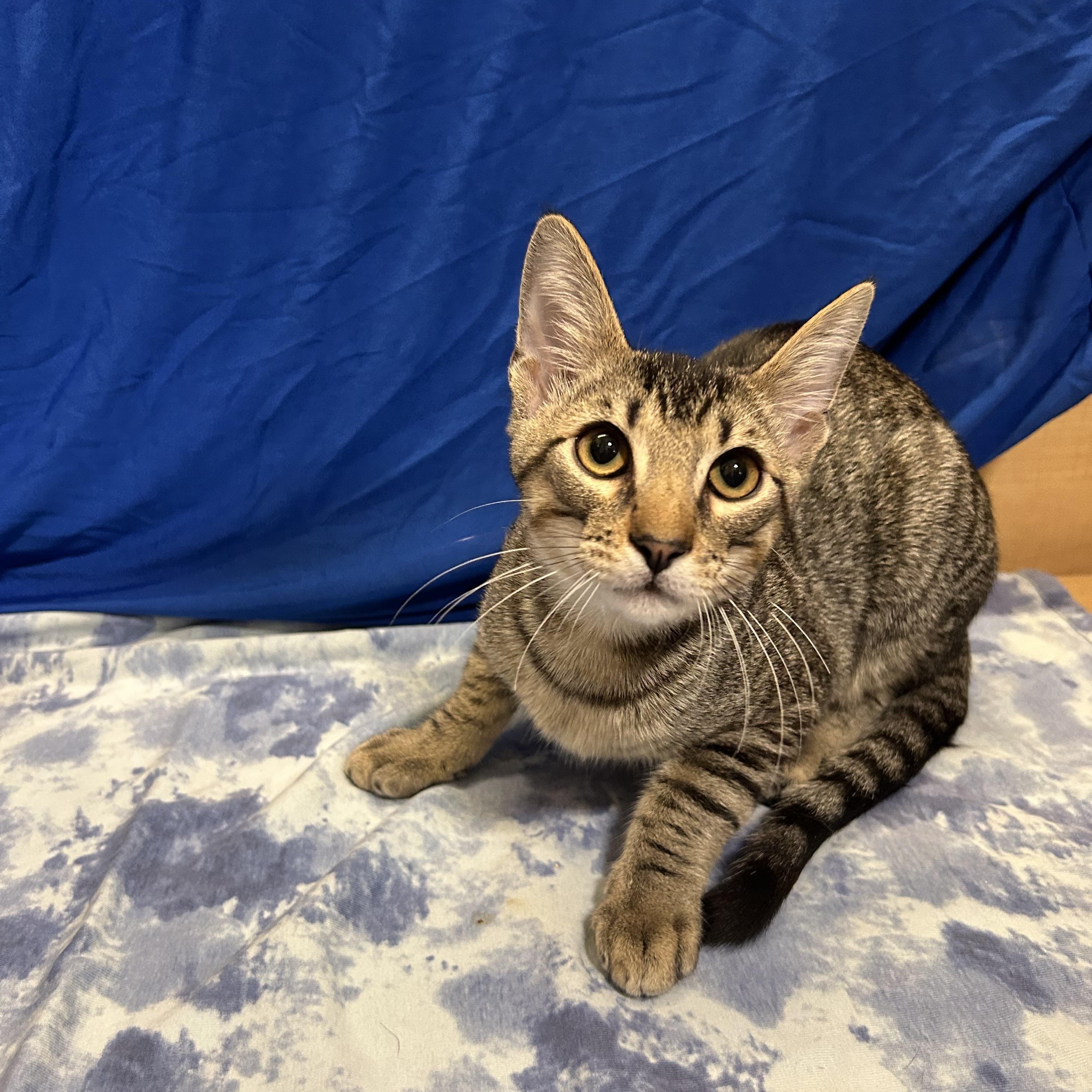 Enlarge Lionel and Kylian, a Adoptable Tabby in Houston, TX image 2/6