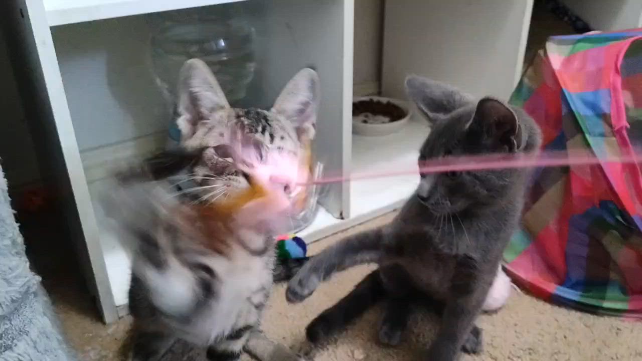 Enlarge Lionel and Kylian, a Adoptable Tabby in Houston, TX video 4/6