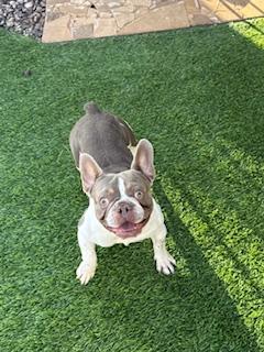 Quazi, Adopted, Adult Male French Bulldog.
