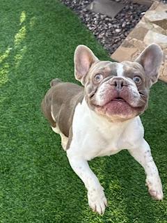Enlarge Quazi, a Adopted French Bulldog in Mesa, AZ image 2/6