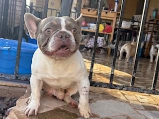 Enlarge Quazi, a Adopted French Bulldog in Mesa, AZ image 3/6